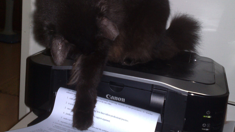 Illustration for article titled 19 Adorable Animals Using Technology Adorably